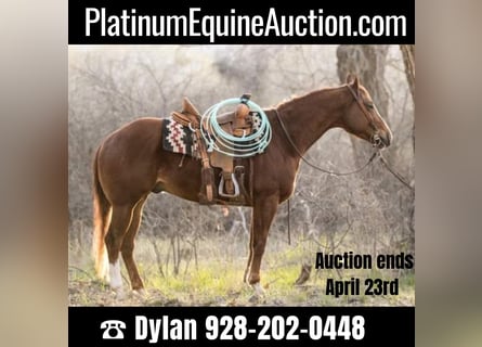 American Quarter Horse, Gelding, 8 years, 15.1 hh, Chestnut