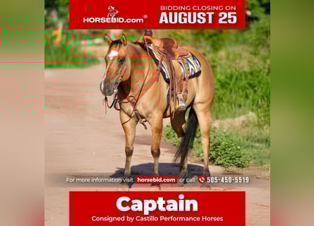 American Quarter Horse Mix, Gelding, 8 years, 15.1 hh, Dun