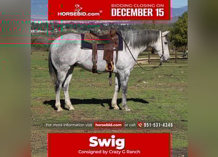 American Quarter Horse, Gelding, 8 years, 15.1 hh, Grey