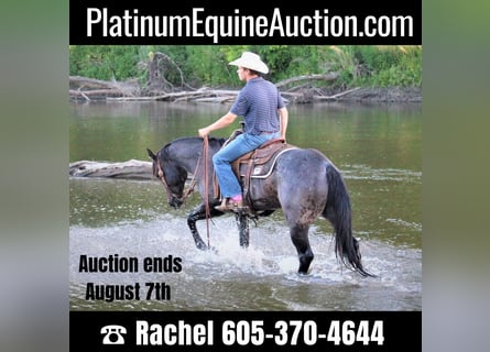 American Quarter Horse, Gelding, 8 years, 15.1 hh, Roan-Blue