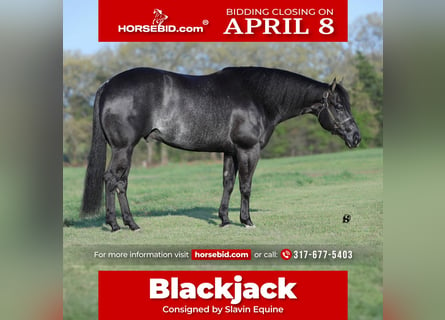 American Quarter Horse, Gelding, 8 years, 15.2 hh, Black