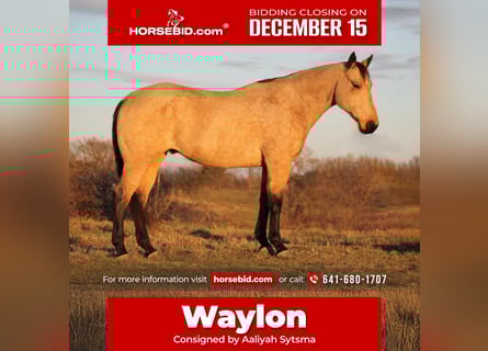 American Quarter Horse, Gelding, 8 years, 15.2 hh, Buckskin