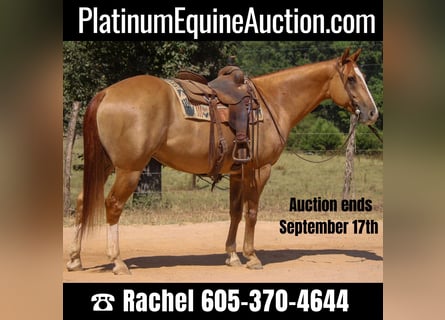 American Quarter Horse, Gelding, 8 years, 15,2 hh, Red Dun