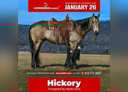 American Quarter Horse, Gelding, 8 years, 15.3 hh, Buckskin