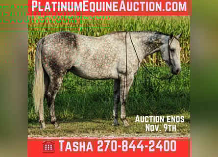 American Quarter Horse, Gelding, 8 years, 15.3 hh, Grey