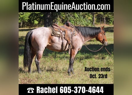 American Quarter Horse, Gelding, 8 years, 15,3 hh, Roan-Bay