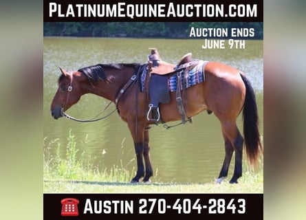 American Quarter Horse, Gelding, 8 years, 15 hh, Bay