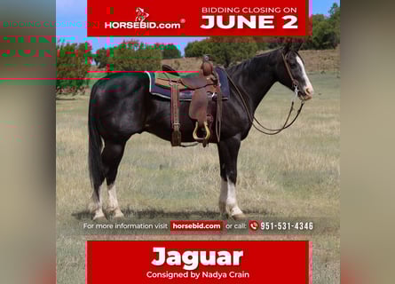 American Quarter Horse, Gelding, 8 years, 15 hh, Black