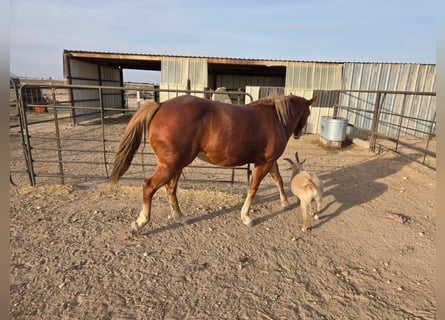 American Quarter Horse, Gelding, 8 years, 15 hh, Brown