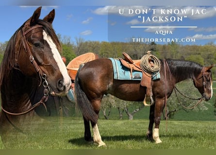 American Quarter Horse, Gelding, 8 years, 15 hh, Brown