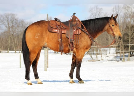 American Quarter Horse, Gelding, 8 years, 15 hh, Buckskin