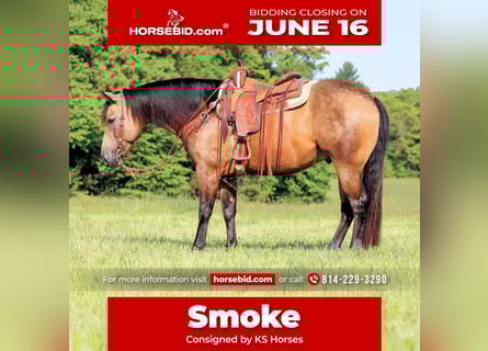 American Quarter Horse, Gelding, 8 years, 15 hh, Buckskin