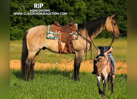 American Quarter Horse, Gelding, 8 years, 15 hh, Dun