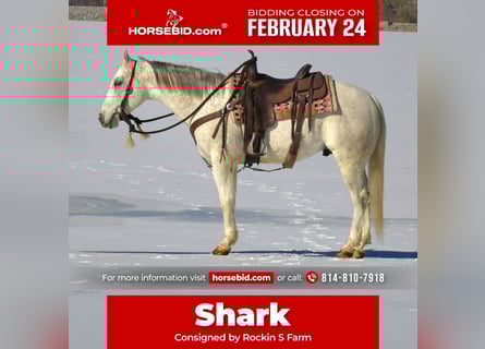American Quarter Horse, Gelding, 8 years, 15 hh, Gray