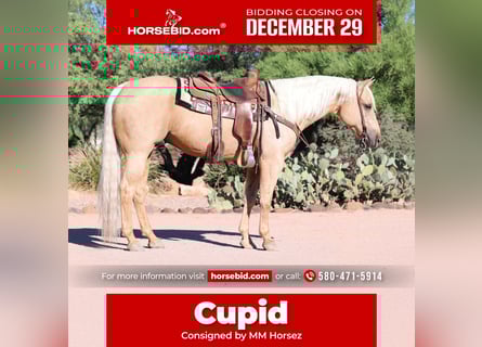 American Quarter Horse, Gelding, 8 years, 15 hh, Palomino