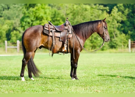American Quarter Horse, Gelding, 8 years, 15 hh, Roan-Bay