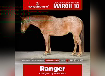 American Quarter Horse, Gelding, 8 years, 15 hh, Roan-Red