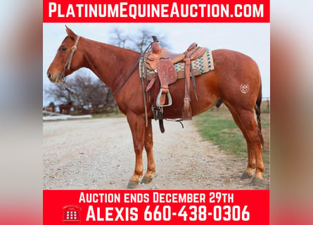 American Quarter Horse, Gelding, 8 years, 15 hh, Roan-Red