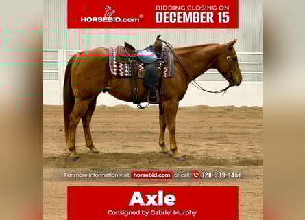 American Quarter Horse, Gelding, 8 years, 15 hh, Sorrel