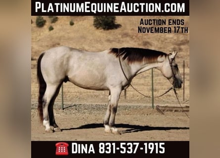 American Quarter Horse, Gelding, 8 years, 15,1 hh, Buckskin