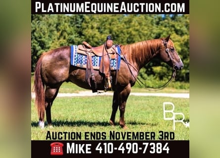 American Quarter Horse, Gelding, 8 years, 15,1 hh, Chestnut