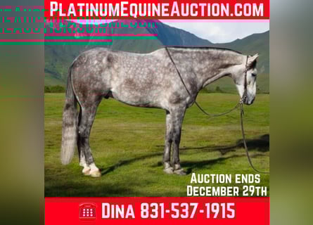 American Quarter Horse, Gelding, 8 years, 15,1 hh, Gray-Dapple