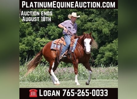 American Quarter Horse, Gelding, 8 years, 15,1 hh, Overo-all-colors