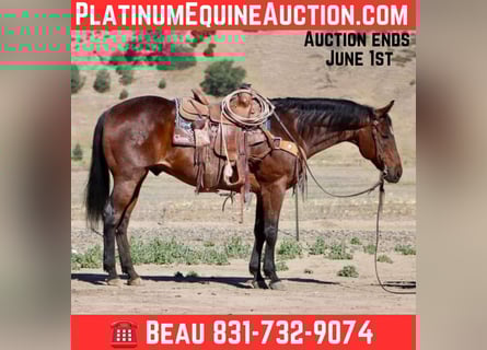 American Quarter Horse, Gelding, 8 years, 15,1 hh, Roan-Bay