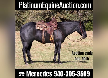 American Quarter Horse, Gelding, 8 years, 15,1 hh, Roan-Blue