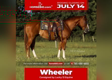 American Quarter Horse, Gelding, 8 years, 15,1 hh, Sorrel