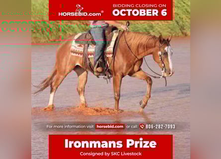 American Quarter Horse, Gelding, 8 years, 15,1 hh, Sorrel