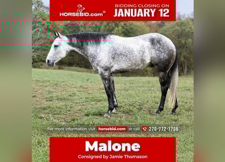 American Quarter Horse, Gelding, 8 years, 15,2 hh, Grey