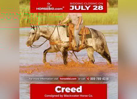 American Quarter Horse, Gelding, 8 years, 15,2 hh, Grey