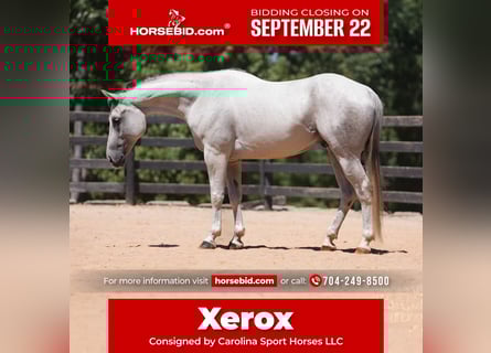 American Quarter Horse, Gelding, 8 years, 15,3 hh, Grey