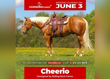 American Quarter Horse, Gelding, 8 years, 16.1 hh, Palomino