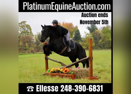 American Quarter Horse, Gelding, 8 years, 16 hh, Black