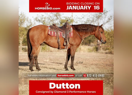 American Quarter Horse, Gelding, 8 years, 16 hh, Buckskin
