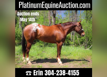 American Quarter Horse, Gelding, 8 years, 16 hh, Chestnut