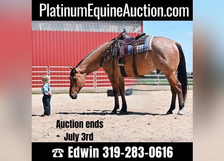 American Quarter Horse, Gelding, 8 years, 16 hh, Dun