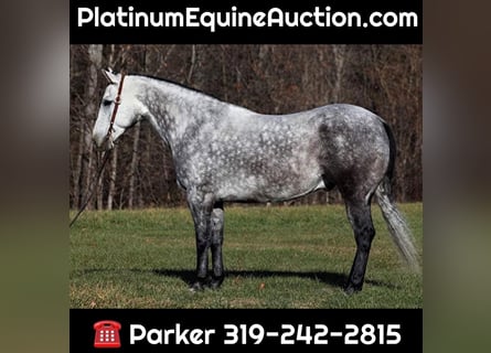 American Quarter Horse, Gelding, 8 years, 16 hh, Gray-Dapple