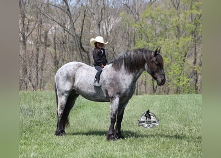 American Quarter Horse, Gelding, 8 years, 16 hh, Roan-Blue