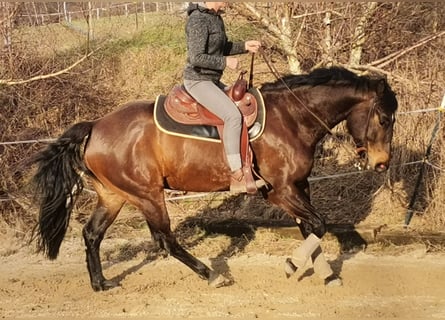 American Quarter Horse, Gelding, 8 years, 16 hh