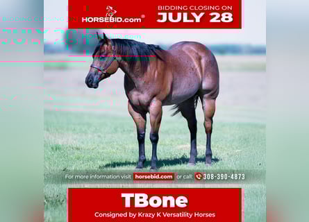 American Quarter Horse, Gelding, 8 years, 16,3 hh, Roan-Bay