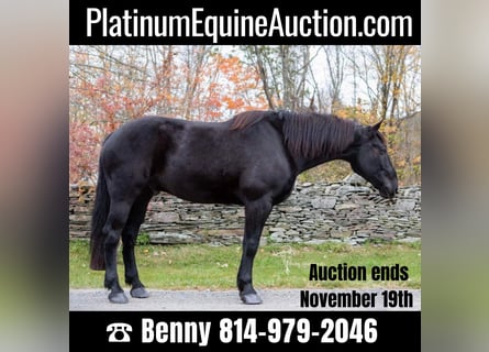 American Quarter Horse, Gelding, 8 years, 17 hh, Black