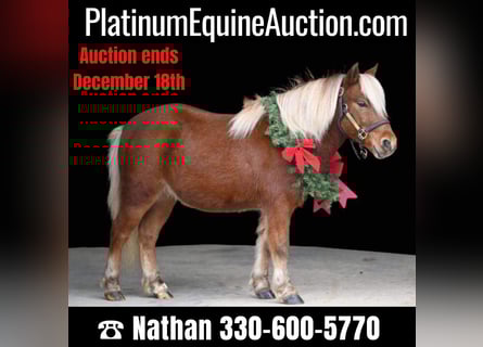 American Quarter Horse, Gelding, 8 years, 9,3 hh, Chestnut