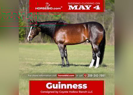 American Quarter Horse, Gelding, 8 years, Black