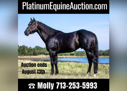 American Quarter Horse, Gelding, 8 years, Black