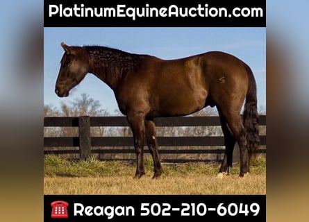 American Quarter Horse, Gelding, 8 years, Black