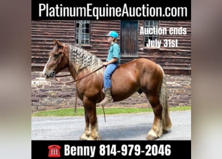 American Quarter Horse, Gelding, 8 years, Chestnut