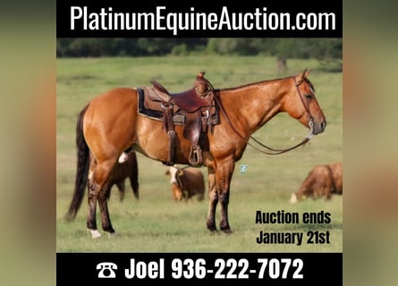 American Quarter Horse, Gelding, 8 years, Dun